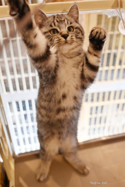 猫の里親募集】神奈川県・雑種・丸いお顔のシルバータビー、男の子です