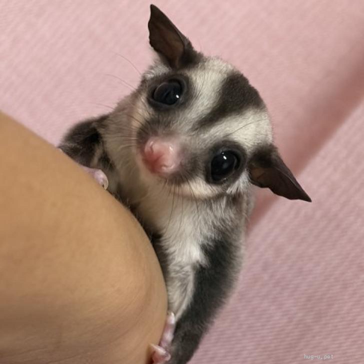 小動物の里親募集】愛知県・フクロモモンガ・フクロモモンガベビー 脱