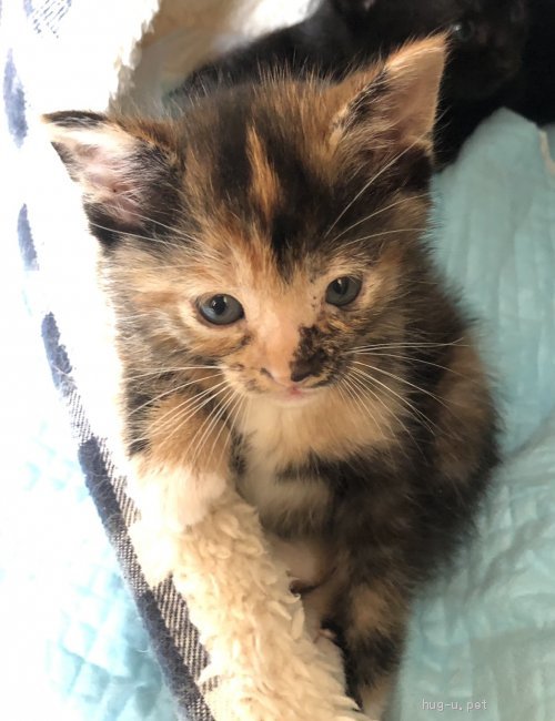 猫の里親募集 愛知県 雑種 優しい可愛いサビ猫クーちゃん Id 2107 ハグー みんなのペット里親情報