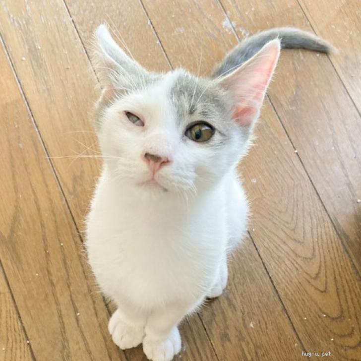 猫の里親募集 岡山県 雑種 グレー白ハチワレ慣れ慣れ男の子 Id 2210 ハグー みんなのペット里親情報