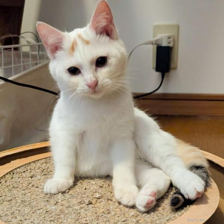 猫の里親募集】岡山県・雑種・おでこの『八』模様がcute（ID:2602