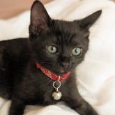 雑種