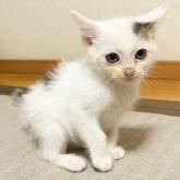 雑種