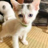 雑種