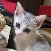 雑種