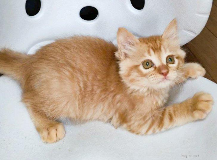 猫の里親募集】岡山県・雑種・毛がふかふかもこもこ茶トラ男子⭐️（ID