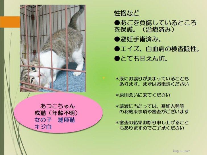 猫の里親募集】岡山県・雑種・7/26期限Help！慣れ慣れ❤️キジ白女子