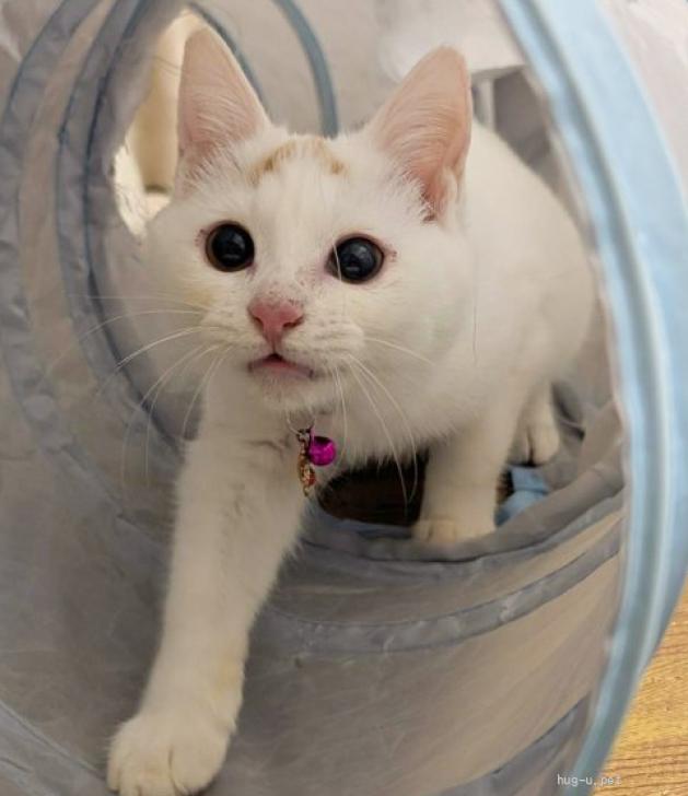 猫の里親募集】岡山県・雑種・おでこの『八』模様がcute（ID:2602