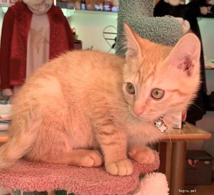 猫の里親募集】岡山県・雑種・甘えっ子可愛い茶トラ女子❤️（ID:2401