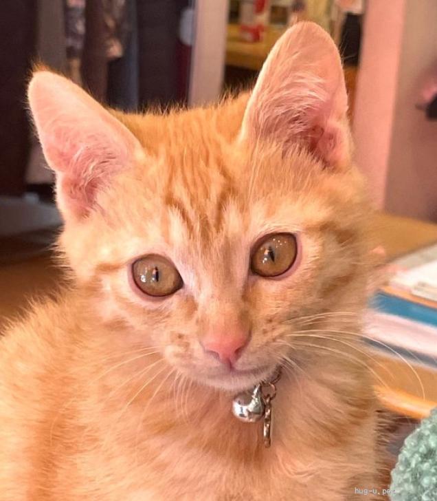 猫の里親募集】岡山県・雑種・甘えっ子可愛い茶トラ女子❤️（ID:2401