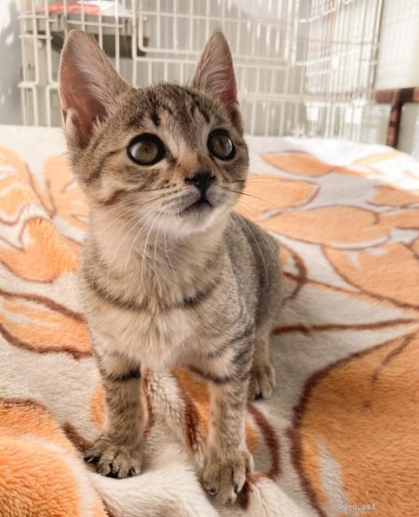 猫の里親募集】岡山県・雑種・超かわいい甘えん坊キジトラ女子❤️（ID