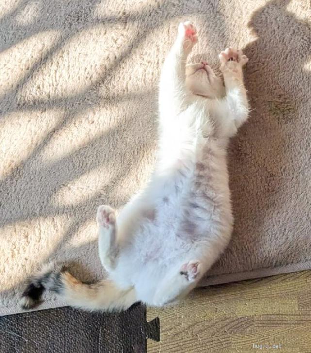 猫の里親募集】岡山県・雑種・おでこの『八』模様がcute（ID:2602