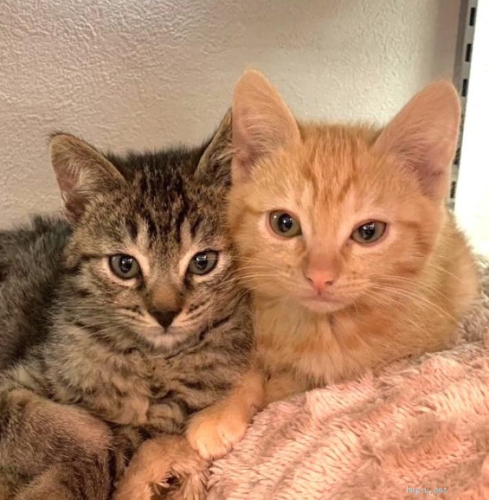 猫の里親募集】岡山県・雑種・甘えっ子可愛い茶トラ女子❤️（ID:2401