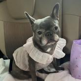 フレンチブルドッグ