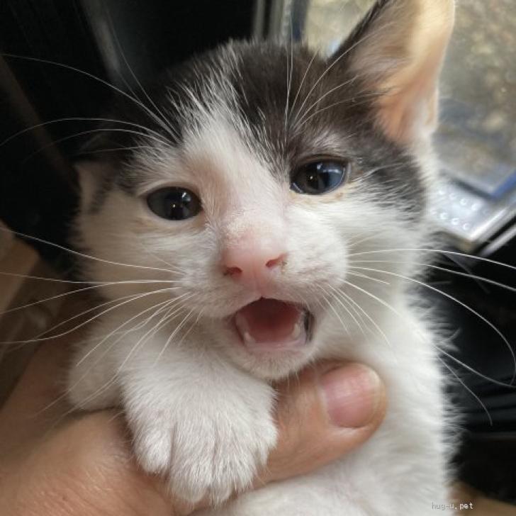 つくし