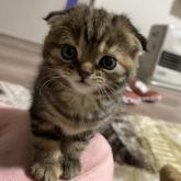 スコティッシュフォールド