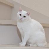 雑種