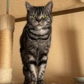 スコティッシュフォールド