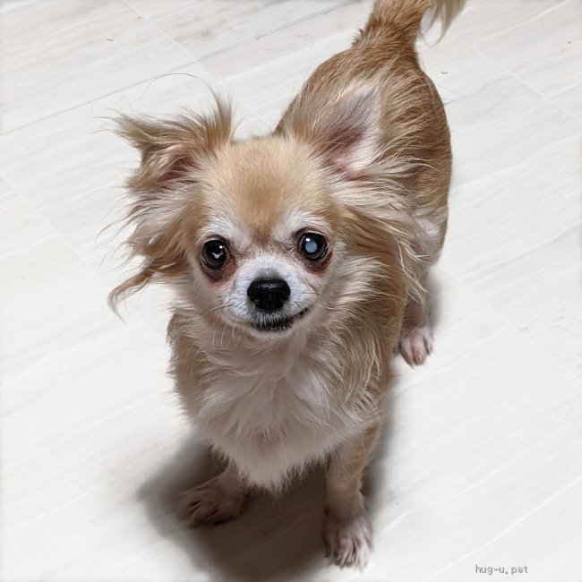 犬の里親募集 東京都 チワワ ロング 控えめな女の子 ブリーダー崩壊現場から保護 Id 2109 000 ハグー みんなのペット里親情報