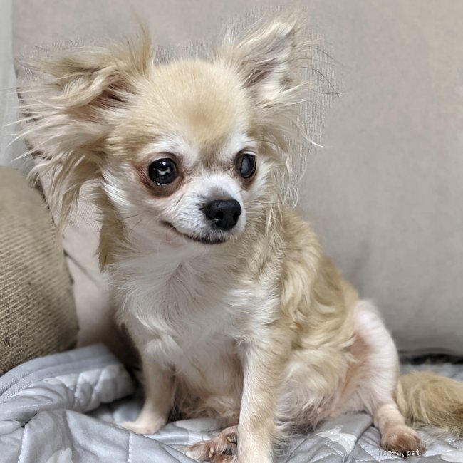 犬の里親募集 東京都 チワワ ロング 控えめな女の子 ブリーダー崩壊現場から保護 Id 2109 000 ハグー みんなのペット里親情報