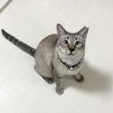 雑種
