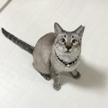 猫の里親募集一覧｜ハグー -みんなのペット里親情報
