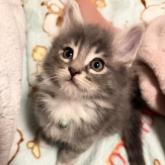 ノルウェージャンフォレストキャット