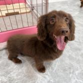 ミニチュアダックスフンド(ロング)