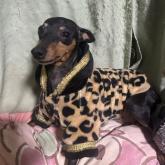 ミニチュアピンシャー