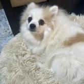 ポメラニアン