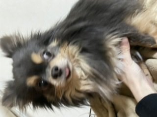 犬の里親募集 栃木県 チワワ ロング チワワ シーズ譲ります ハグー みんなのペット里親情報 Id 2102