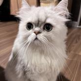 チンチラペルシャ