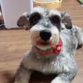 ミニチュアシュナウザー