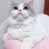 スコティッシュフォールド