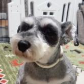 ミニチュアシュナウザー