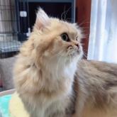 チンチラペルシャ