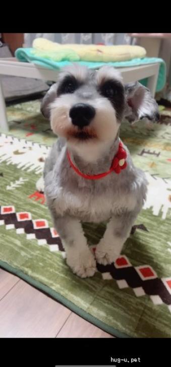 くまさんとパグ、マルチーズ、トイプー、ポメ、シュナウザー柴犬
