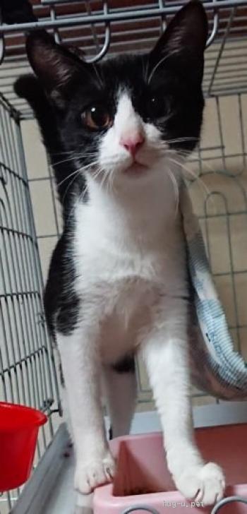 猫の里親募集 東京都 雑種 黒白オス生後半年甘えん坊性格よし Id 2210 ハグー みんなのペット里親情報