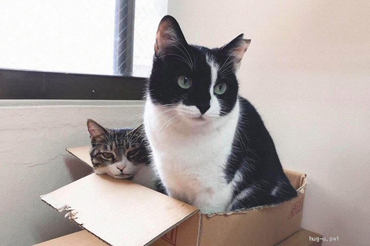 猫の里親募集 沖縄県 雑種 可愛い柄のシロクロちゃん ハグー みんなのペット里親情報 Id 2105