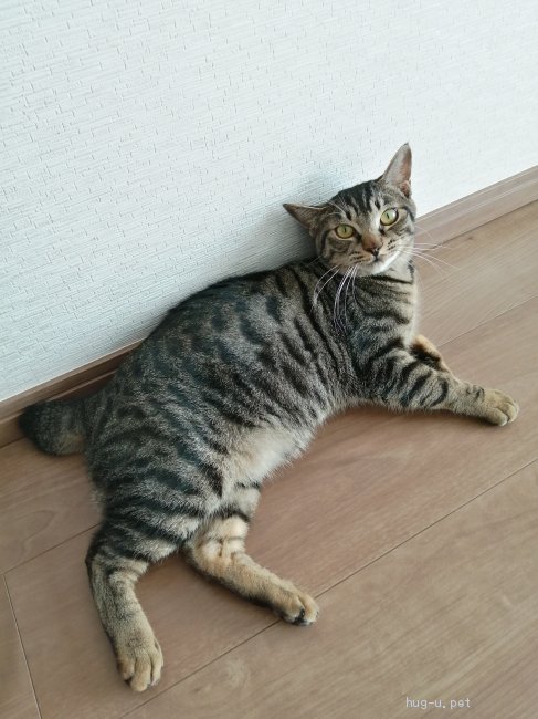 猫の里親募集】千葉県・雑種・短いしっぽのキジトラちゃん（ID:2102-00058）｜ハグー -みんなのペット里親情報