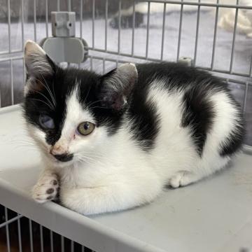 猫の里親募集】大阪府・スコティッシュフォールド・スコティッシュ
