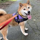柴犬