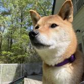 柴犬