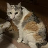 雑種