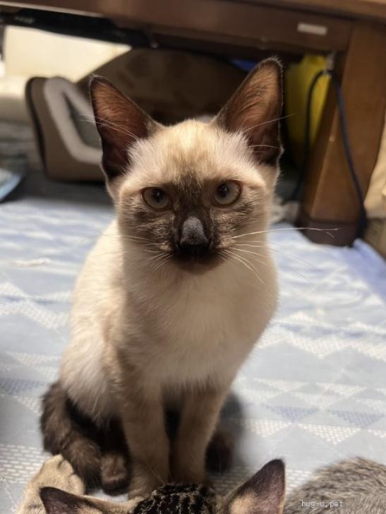 ジャム猫‼️ 体の先端に色がつく不思議な柄・シャム猫などの「ポイント柄」の特徴と