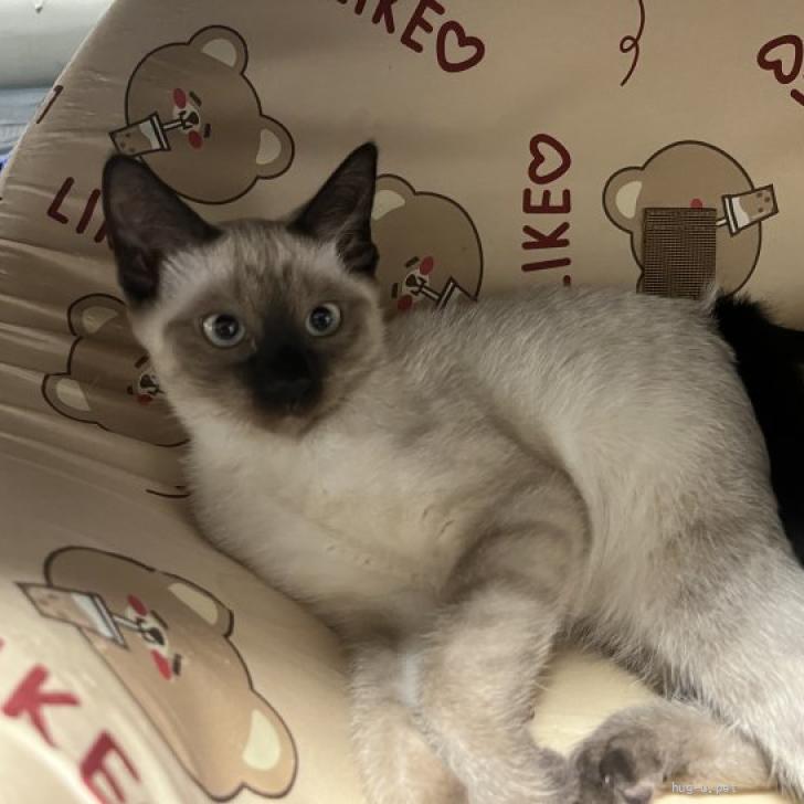 猫の里親募集】福島県・雑種・とても愛らしいシャムmixちゃん（ID:2508
