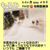 雑種
