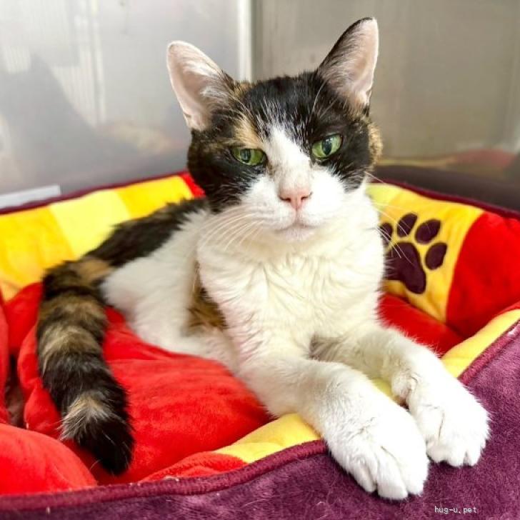 ご予約受付ページ 猫パネル ご予約受付ページ マカロン猫パネル