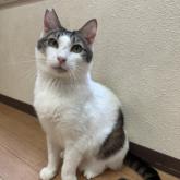 雑種