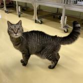 雑種